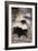 Striped Skunk-DLILLC-Framed Photographic Print