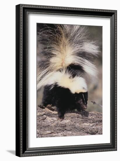 Striped Skunk-DLILLC-Framed Photographic Print