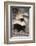 Striped Skunk-DLILLC-Framed Photographic Print