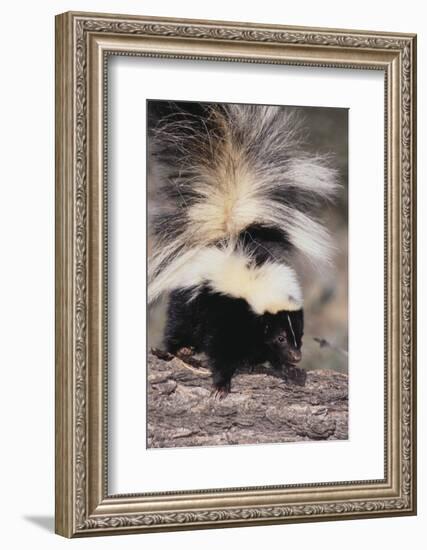 Striped Skunk-DLILLC-Framed Photographic Print