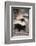 Striped Skunk-DLILLC-Framed Photographic Print