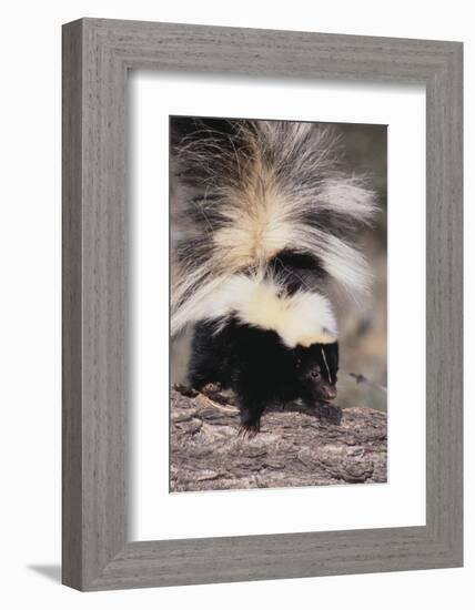 Striped Skunk-DLILLC-Framed Photographic Print