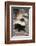 Striped Skunk-DLILLC-Framed Photographic Print