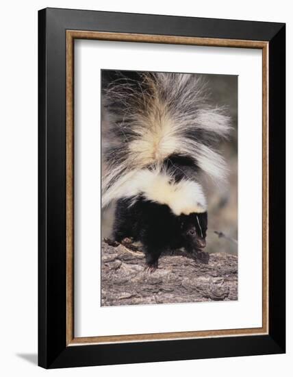 Striped Skunk-DLILLC-Framed Photographic Print