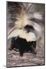 Striped Skunk-DLILLC-Mounted Photographic Print