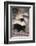 Striped Skunk-DLILLC-Framed Photographic Print