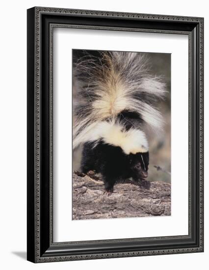 Striped Skunk-DLILLC-Framed Photographic Print