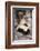 Striped Skunk-DLILLC-Framed Photographic Print