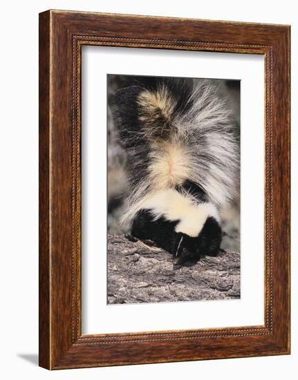 Striped Skunk-DLILLC-Framed Photographic Print