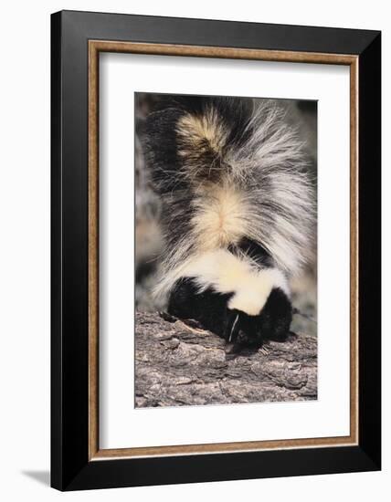 Striped Skunk-DLILLC-Framed Photographic Print