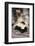 Striped Skunk-DLILLC-Framed Photographic Print