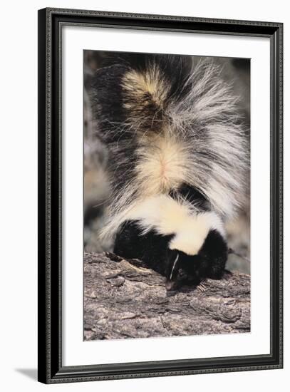 Striped Skunk-DLILLC-Framed Photographic Print