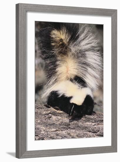 Striped Skunk-DLILLC-Framed Photographic Print