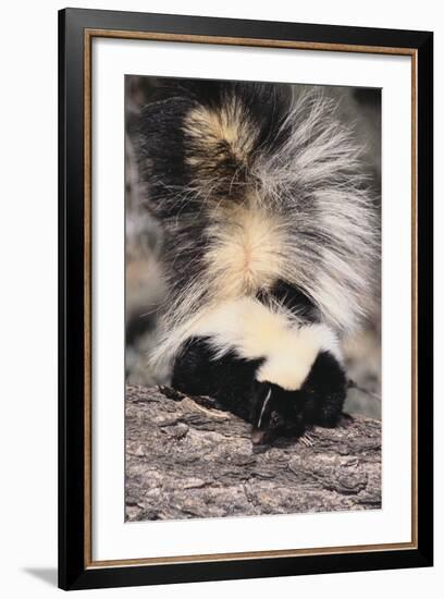 Striped Skunk-DLILLC-Framed Photographic Print