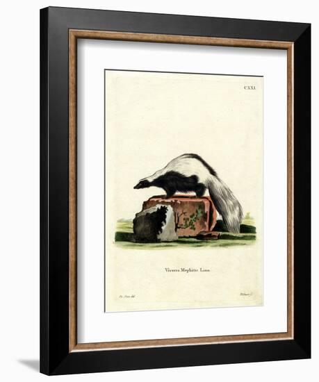 Striped Skunk-null-Framed Giclee Print