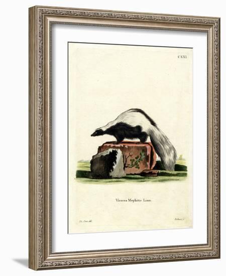 Striped Skunk-null-Framed Giclee Print