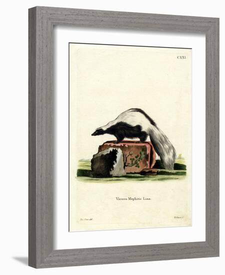 Striped Skunk-null-Framed Giclee Print