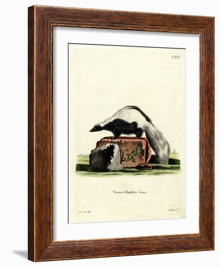 Striped Skunk-null-Framed Giclee Print