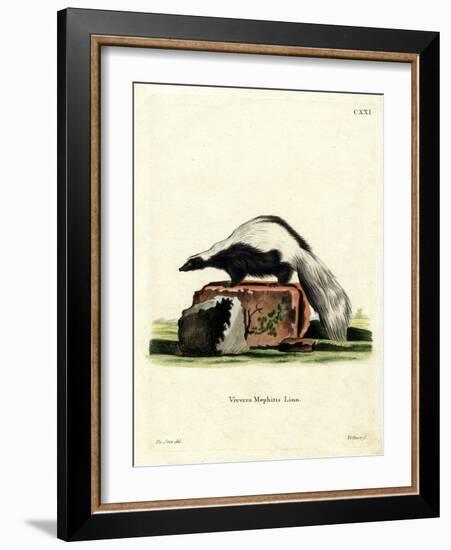 Striped Skunk-null-Framed Giclee Print