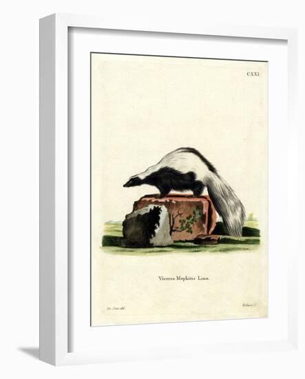 Striped Skunk-null-Framed Giclee Print