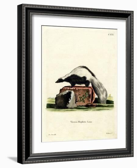 Striped Skunk-null-Framed Giclee Print