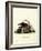 Striped Skunk-null-Framed Giclee Print