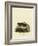 Striped Skunk-null-Framed Giclee Print