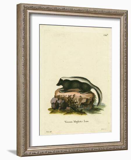 Striped Skunk-null-Framed Giclee Print