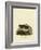 Striped Skunk-null-Framed Giclee Print