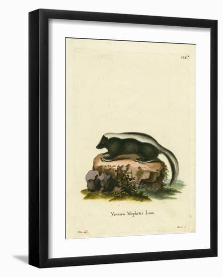 Striped Skunk-null-Framed Giclee Print