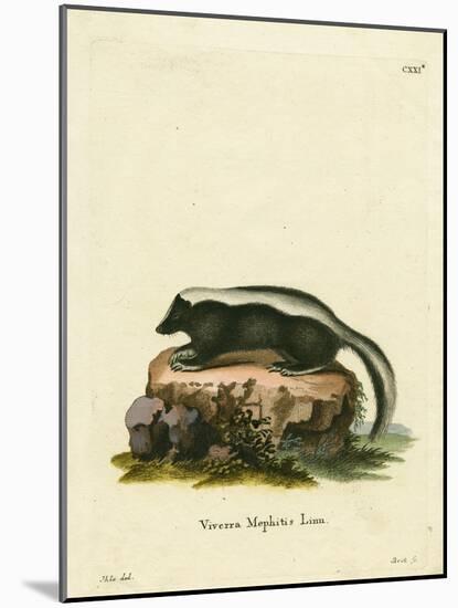 Striped Skunk-null-Mounted Giclee Print