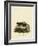 Striped Skunk-null-Framed Giclee Print