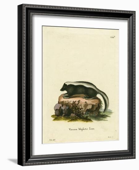 Striped Skunk-null-Framed Giclee Print