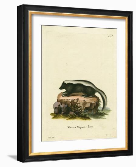 Striped Skunk-null-Framed Giclee Print