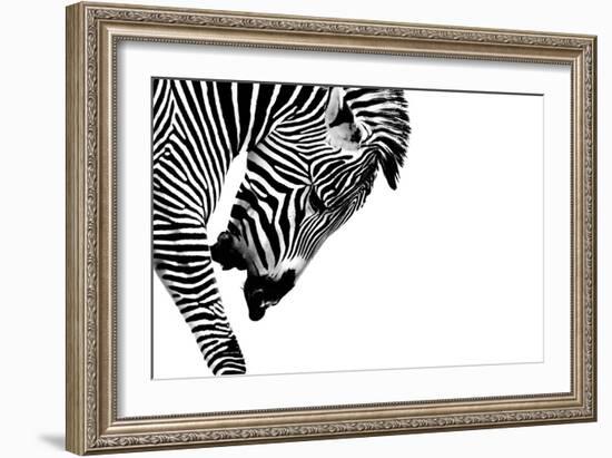 Striped Stallion-SHS Photography-Framed Art Print