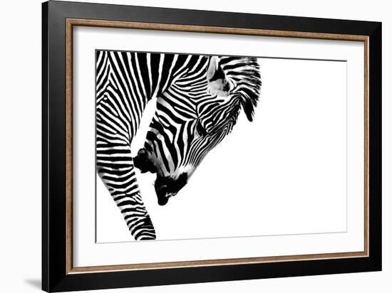 Striped Stallion-SHS Photography-Framed Art Print