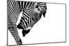 Striped Stallion-SHS Photography-Mounted Art Print