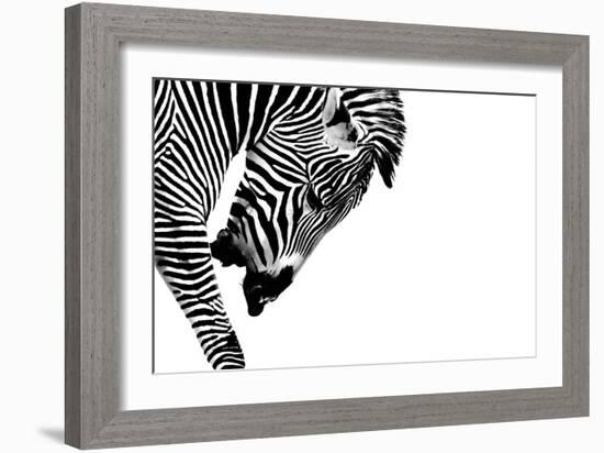 Striped Stallion-SHS Photography-Framed Premium Giclee Print