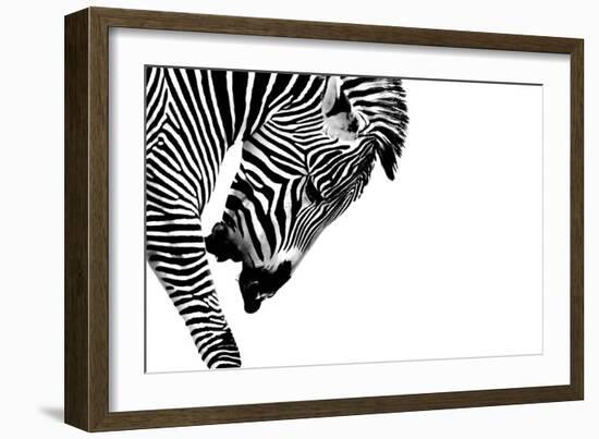 Striped Stallion-SHS Photography-Framed Premium Giclee Print