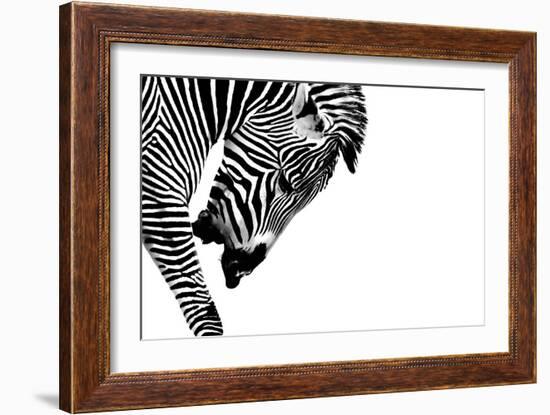 Striped Stallion-SHS Photography-Framed Premium Giclee Print