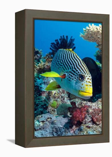 Striped Sweetlips (Diagonal Banded Sweetlips) (Plectorhinchus Lineatus)-Louise Murray-Framed Premier Image Canvas