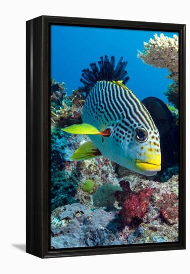 Striped Sweetlips (Diagonal Banded Sweetlips) (Plectorhinchus Lineatus)-Louise Murray-Framed Premier Image Canvas