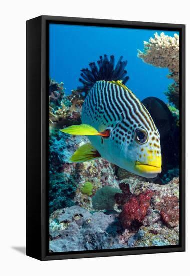 Striped Sweetlips (Diagonal Banded Sweetlips) (Plectorhinchus Lineatus)-Louise Murray-Framed Premier Image Canvas