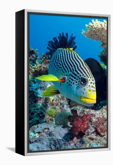 Striped Sweetlips (Diagonal Banded Sweetlips) (Plectorhinchus Lineatus)-Louise Murray-Framed Premier Image Canvas