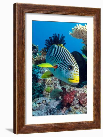 Striped Sweetlips (Diagonal Banded Sweetlips) (Plectorhinchus Lineatus)-Louise Murray-Framed Photographic Print