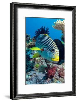 Striped Sweetlips (Diagonal Banded Sweetlips) (Plectorhinchus Lineatus)-Louise Murray-Framed Photographic Print