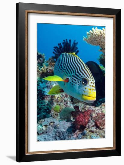 Striped Sweetlips (Diagonal Banded Sweetlips) (Plectorhinchus Lineatus)-Louise Murray-Framed Photographic Print