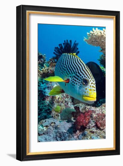 Striped Sweetlips (Diagonal Banded Sweetlips) (Plectorhinchus Lineatus)-Louise Murray-Framed Photographic Print