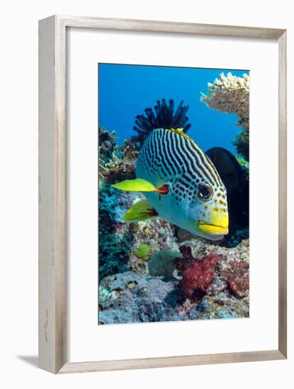 Striped Sweetlips (Diagonal Banded Sweetlips) (Plectorhinchus Lineatus)-Louise Murray-Framed Photographic Print