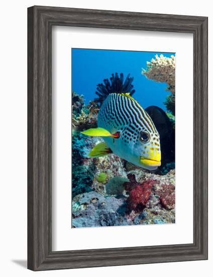 Striped Sweetlips (Diagonal Banded Sweetlips) (Plectorhinchus Lineatus)-Louise Murray-Framed Photographic Print